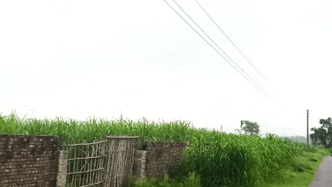 Lush Green Palm Tree Landscape Видео 343909009