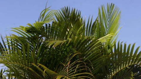 Lush green palm tree leaves waving softly against a clear blue sky outdoor .. Stock Footage 344820331