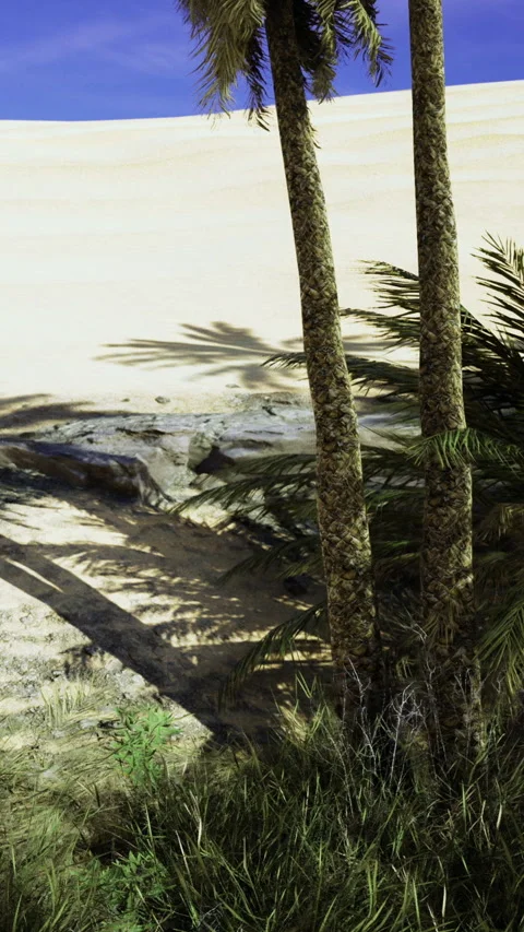 Lush green palm trees stand tall against a striking desert backdrop at dusk Stock Footage 334244171