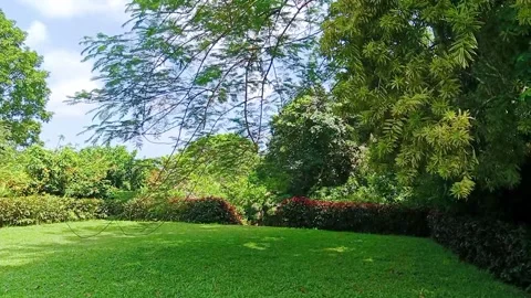 Lush green park and trees on a sunny day nature background Stock Footage 346335860