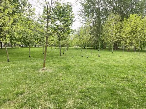 Lush green park landscape featuring rows of young trees and a grassy area with Photos
