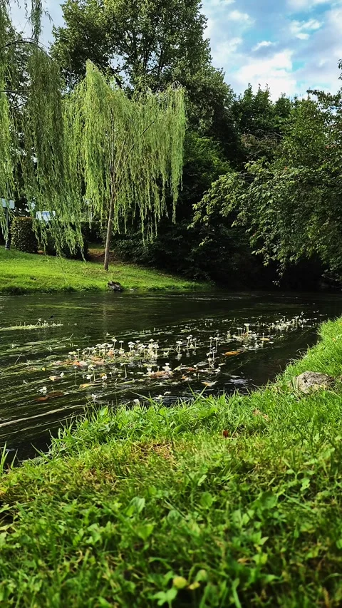 Lush Green Park with Trees and Small River Stock Footage 285647366
