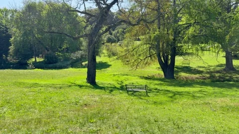 A lush green park with trees in the summer. We see a bench in the background. Stock Footage 346495363