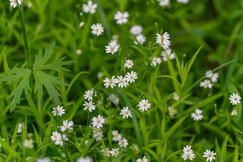 Lush green patch dotted with white therapeutic nature imagery, mindfulness an 스톡 사진