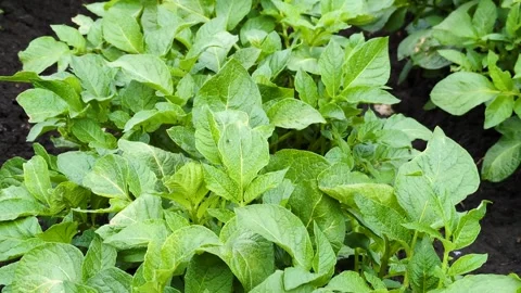 A lush green patch of potatoes Stock Footage 308289895