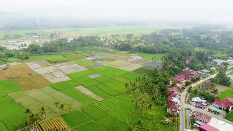 Lush Green Patchwork Rice Fields Grid near Residential Houses Stock Footage 347271821