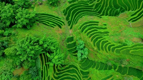 Lush green patchwork rice terrace in forest, birds eye view. Stock Footage 342577361