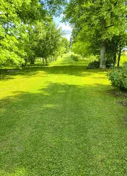Lush green path surrounded by vibrant trees in a tranquil outdoor setting, Foto stock