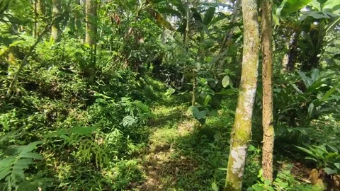 Lush Green Path Winding Through a Tropical Forest Stock Footage 320414972