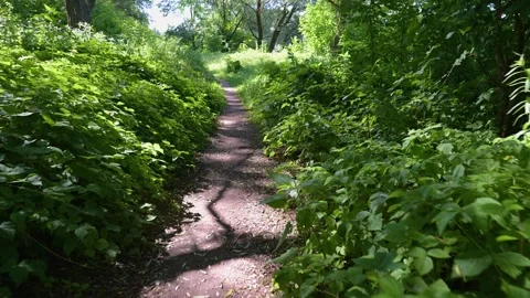 Lush green path winds through dense forest undergrowth. Sunlight filters th.. Stock Footage 340040768