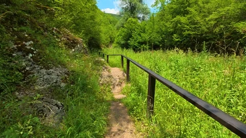 Lush green path winds through dense forest. Gradasnica River Canyon, Serbia Vídeo Stock 341962268