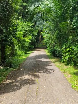 Lush green path winds through dense tropical foliage Stock Photos