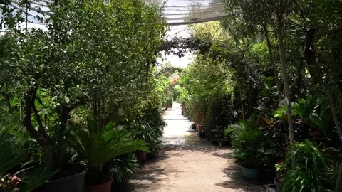 Lush Green Pathway Stock Footage 317472720