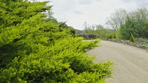 Lush Green Pathway in Spring Garden Video stock 275680612