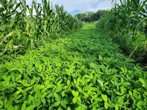 Lush green pathway through cornfield with vibrant foliage. Stock Photos
