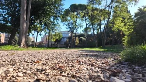 Lush green pathway winding through serene park landscape Stock Footage 322798715