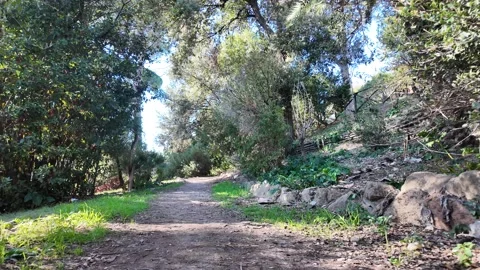 Lush green pathway winding through serene park landscape Stock Footage 322798857