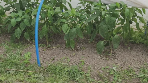 Lush green pepper plants with young fruits swaying in the wind inside Stock Footage 343963711