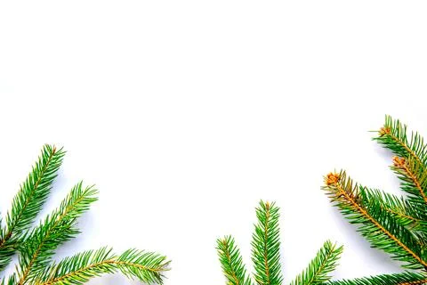 Lush green pine branches gently framing a bright white background, perfect .. Stock Photos