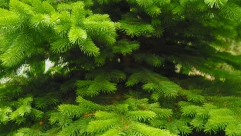 Lush green pine branches gracefully hang over a rustic stone wall, creating a Stockbeeldmateriaal 312462570