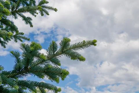 Lush green pine branches stretch upward towards a picturesque sky filled with Stock Photos