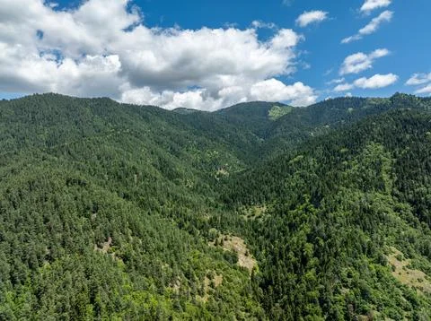 Lush green pine forest covered mountain slope under bright blue sky with clouds Stock Photos