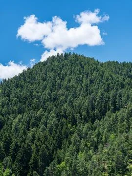 Lush green pine forest covered mountain slope under bright blue sky with clouds Stock Photos