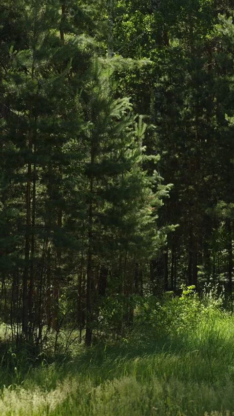 Lush green pine forest edge with bright sunny grass glade Stock Footage 337390217