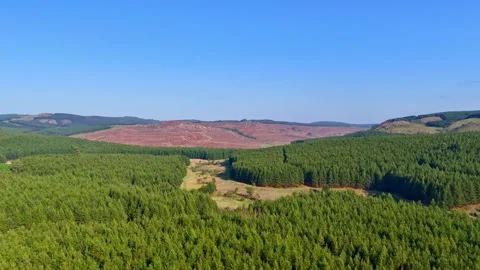 Lush Green Pine Forest Landscape Video stock 296542161