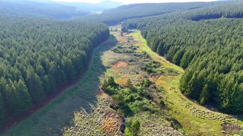 Lush Green Pine Forest Landscape Video stock 296542177