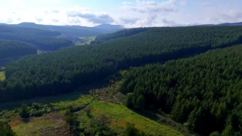 Lush Green Pine Forest Landscape Video stock 296542190