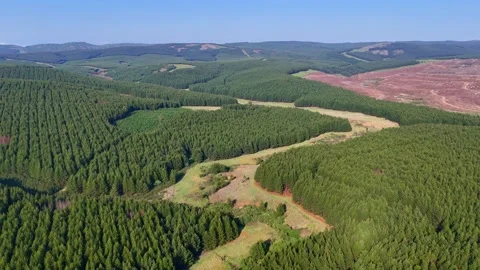 Lush Green Pine Forest Landscape Video stock 296542206