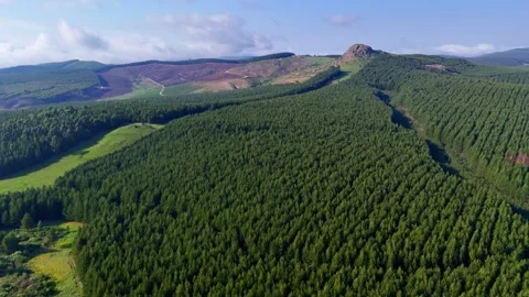 Lush Green Pine Forest Landscape Video stock 296542212