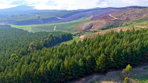 Lush Green Pine Forest Landscape Video stock 296542231