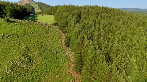 Lush Green Pine Forest Landscape Video stock 296542237