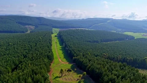 Lush Green Pine Forest Landscape Video stock 296542255