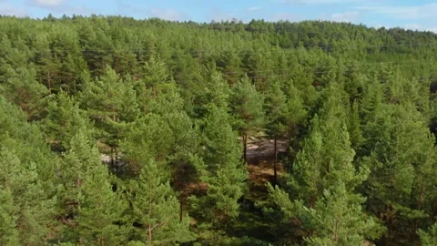 Lush Green Pine Forest Landscape in Rural Lithuania Stock Footage 321752277