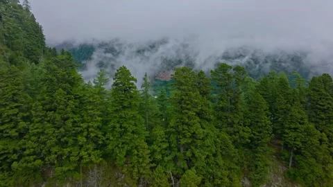 Lush green pine forest on a steep mountain cliff with low rolling mist Stock Footage 339781536