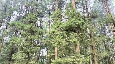 Lush green pine forest with tall trees Video stock 337491345