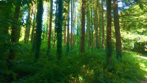 Lush green pine forest trees in sunny summer park in Ireland Stock Footage 340433687