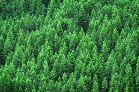 Lush Green Pine Forest of Trees Mountainside Wilderness Environment Stock Photos