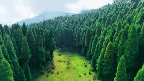 Lush Green Pine Forest Valley Aerial View Video stock 340279011