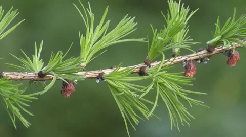 Lush Green Pine Spring Leaves Foliage Bursting into New Life in Spring Woodland Stock-Footage 50337056