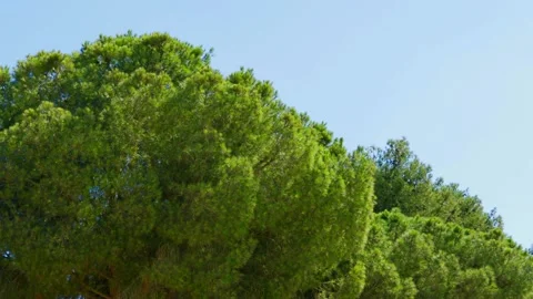 Lush Green Pine Tree Canopy Under Clear Blue Sky on a Bright Day Stock Footage 287945157