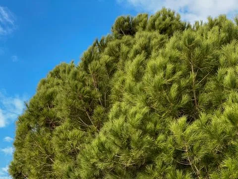Lush green pine tree crown amidst blue sky Stock Photos
