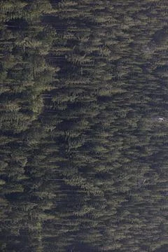 Lush green pine tree forest fresh on mountain side forrest of trees Stock Photos