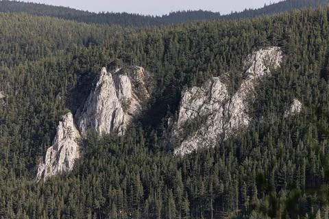 Lush green pine tree forest fresh on mountain side forrest of trees Stock Photos