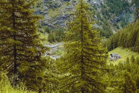 Lush green pine tree forest on mountain side forrest of trees Stock Photos