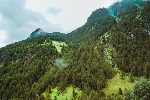 Lush green pine tree forest on mountain side forrest of trees Stock Photos