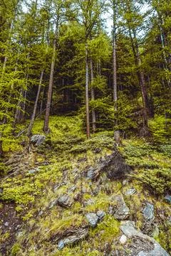 Lush green pine tree forest on mountain side forrest of trees Stock Photos